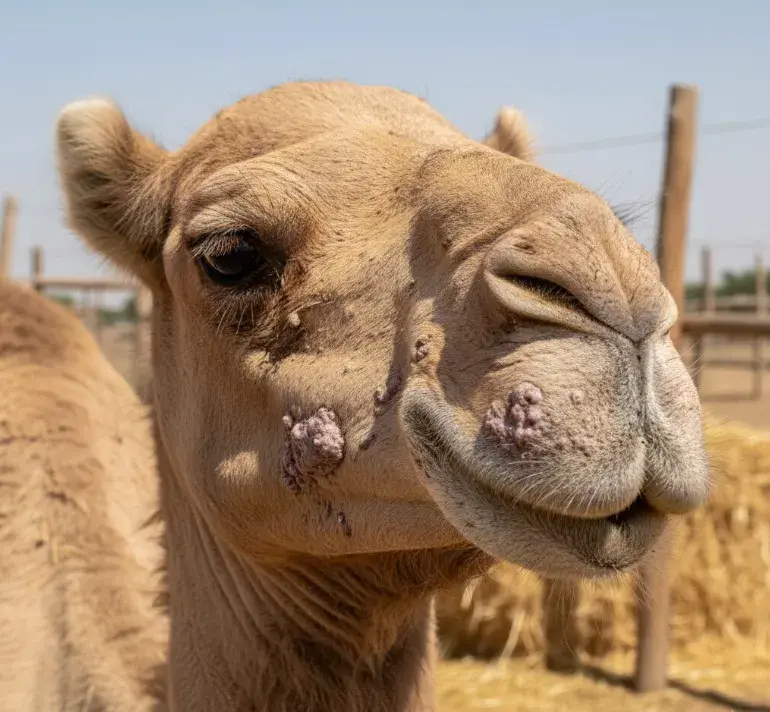 مرض الجدري في الابل